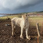 Týrání zvířat na Strakonicku. Klisna měla přerostlá kopyta a provaz zarůstající do rány na noze