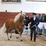 Zemský hřebčinec Písek zve na přehlídky plemenných koní