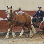 Zemský hřebčinec Písek zve na přehlídky plemenných koní