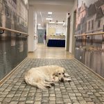 V Písku se otevřel nový Domov se zvláštním režimem. Klientům nabídne 38 lůžek