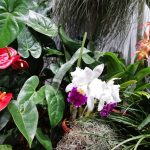 Jihočeské muzeum zaplnily orchideje a další exotické rostliny, na výstavě je i poradna