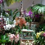 Jihočeské muzeum zaplnily orchideje a další exotické rostliny, na výstavě je i poradna