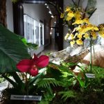 Jihočeské muzeum zaplnily orchideje a další exotické rostliny, na výstavě je i poradna