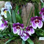 Jihočeské muzeum zaplnily orchideje a další exotické rostliny, na výstavě je i poradna