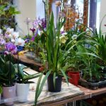 Jihočeské muzeum zaplnily orchideje a další exotické rostliny, na výstavě je i poradna