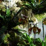 Jihočeské muzeum zaplnily orchideje a další exotické rostliny, na výstavě je i poradna