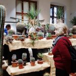 Jihočeské muzeum zaplnily orchideje a další exotické rostliny, na výstavě je i poradna