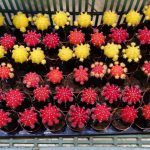 Jihočeské muzeum zaplnily orchideje a další exotické rostliny, na výstavě je i poradna