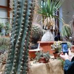 Jihočeské muzeum zaplnily orchideje a další exotické rostliny, na výstavě je i poradna