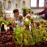 Jihočeské muzeum zaplnily orchideje a další exotické rostliny, na výstavě je i poradna