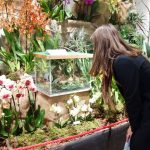 Jihočeské muzeum zaplnily orchideje a další exotické rostliny, na výstavě je i poradna