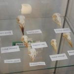 V pátek otevřeli v sezimovoústeckém Spektru výstavu o přírodě