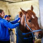 VIDEO: Dostihová stáj v Bošovicích otevřela brány veřejnosti