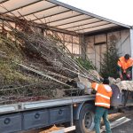 Město Strakonice vysadí od Ptákovic po Jezárky 150 nových stromů