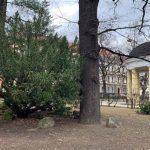 Památné stromy Písecka procházejí pravidelnou revizí