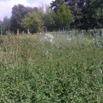 Ostuda Budějovic. Ve Stromovce jsou metrové kopřivy