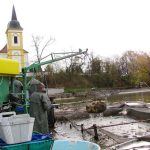Výlov rybníku v Bošilci se opět vydařil