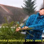 V Čížové létaly vzduchem vánoční stromky