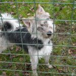 Fido a Spíťa našli nový domov. Poštěstí se taky Kymě?