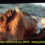 Divadlo v Písku přivítalo rok dřevěného koně