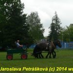Chladnokrevní koně soutěžili o kvalifikaci na Mistrovství republiky