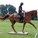 Westernový trail vyhráli modrooký Monty, Rin ze Semic a Largo