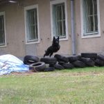 Policejní psovodi se utkali na krajském přeboru