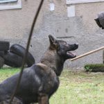 Policejní psovodi se utkali na krajském přeboru