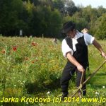 Naživo, jak se kosí strakonická louka
