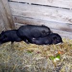Den zemědělců přilákal do Měšic stovky lidí