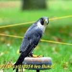 Den svatého Huberta v Milevsku přilákal stovky lidí