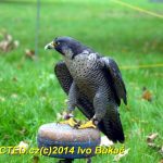 Den svatého Huberta v Milevsku přilákal stovky lidí
