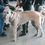 Výstava psů přilákala stovky chovatelů