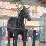Veřejnost nahlédla pod pokličku tréninkového střediska dostihových koní