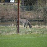 Ženský fotbal: Sokol porazil outsidera z Horní Břízy 4:0