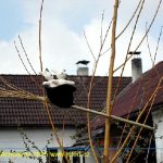 Čarodějnice znovu zdobí domy v Lomu