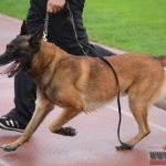 Mistrovství světa belgických ovčáků je v plném proudu