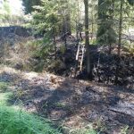 Hořící tráva u tratě ohrozila i les. Požár se rozšířil