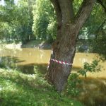 Lidé se bouří. Protipovodňové zábrany u Maláku pohřbí desítky stromů