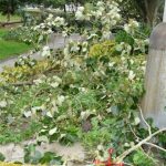 Vichřice na Strakonicku. Škody půjdou do milionů