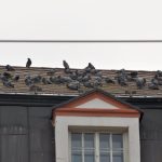 Holubi okupují Budějovice. Kde všude se usídlili?