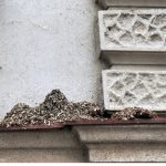 Holubi okupují Budějovice. Kde všude se usídlili?