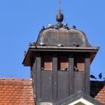 Holubi okupují Budějovice. Kde všude se usídlili?