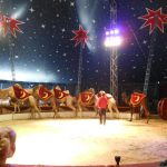 Vyfoť se se slonem a vyhraj vstupenky do cirkusu Humberto