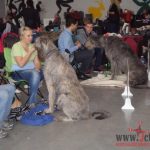 Mezinárodní výstava psů dnes představila lovecká, služební a neuznaná plemena