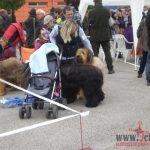 Mezinárodní výstava psů dnes představila lovecká, služební a neuznaná plemena