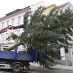 Kuriózní výměna stromu ve Strakonicích, příkaz vydal starosta