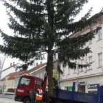 Kuriózní výměna stromu ve Strakonicích, příkaz vydal starosta