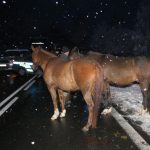 Koně dnes brzy ráno zkřížili cestu několika autům u Hněvkova a Škvořetic. Dva z nich uhynuli