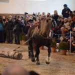 Nadchla přehlídka hřebců i bohatý doprovodný program